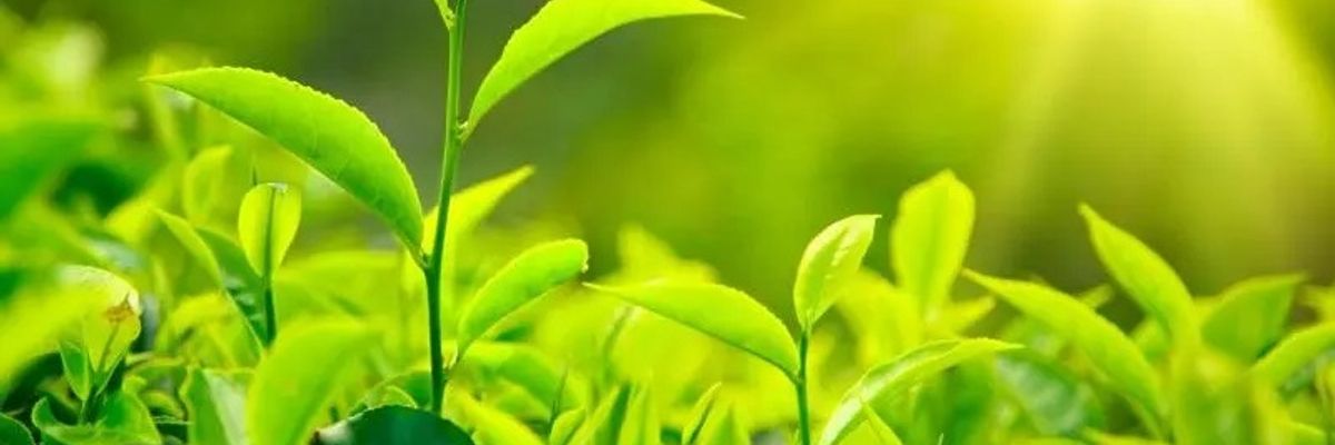 Л-теанін – у чому користь зеленого чаю? фото
